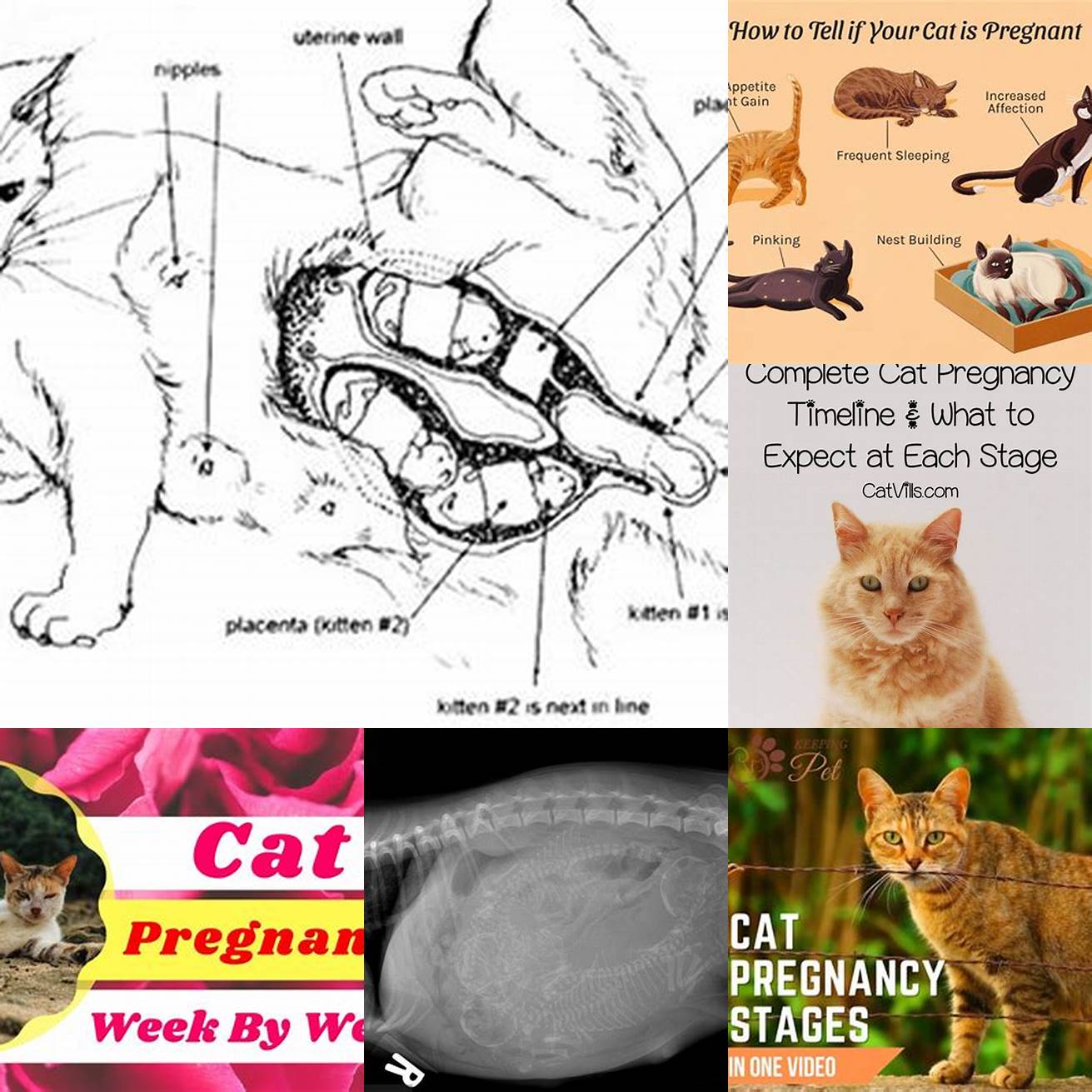Cat pregnancy diagram