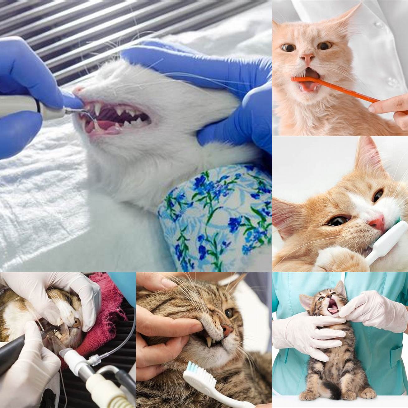 Cat receiving dental treatment