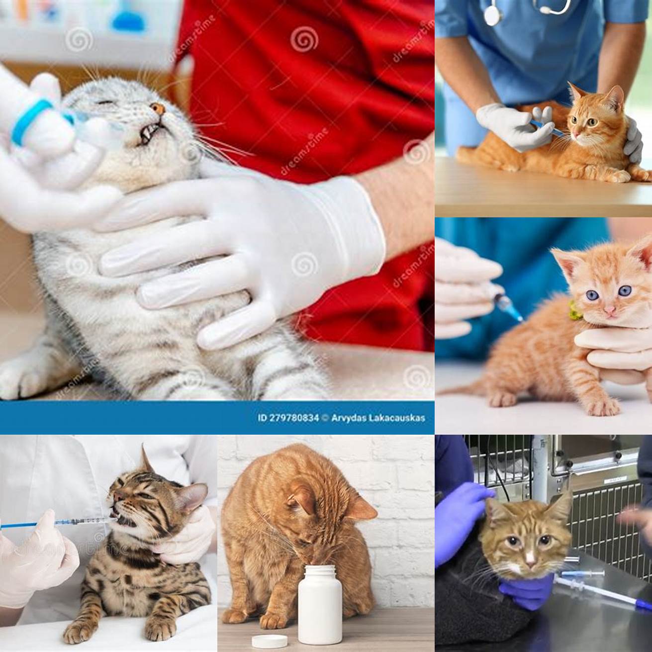 Cat receiving medication from a vet