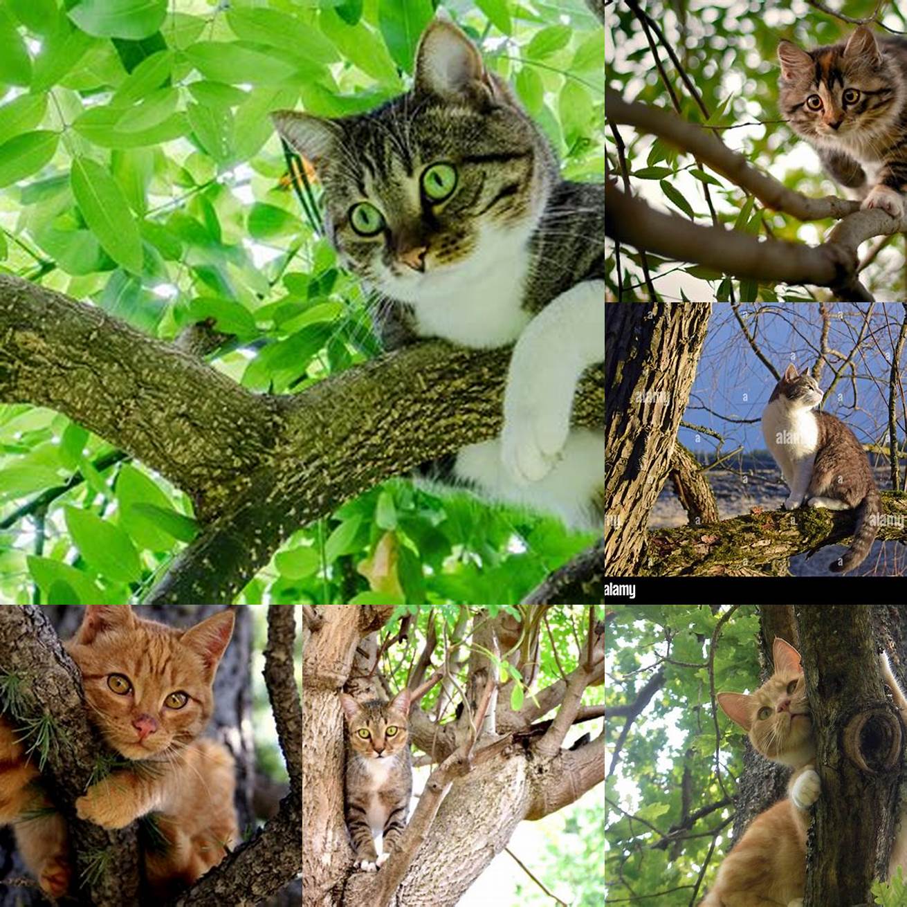 Cat sitting on a tree branch