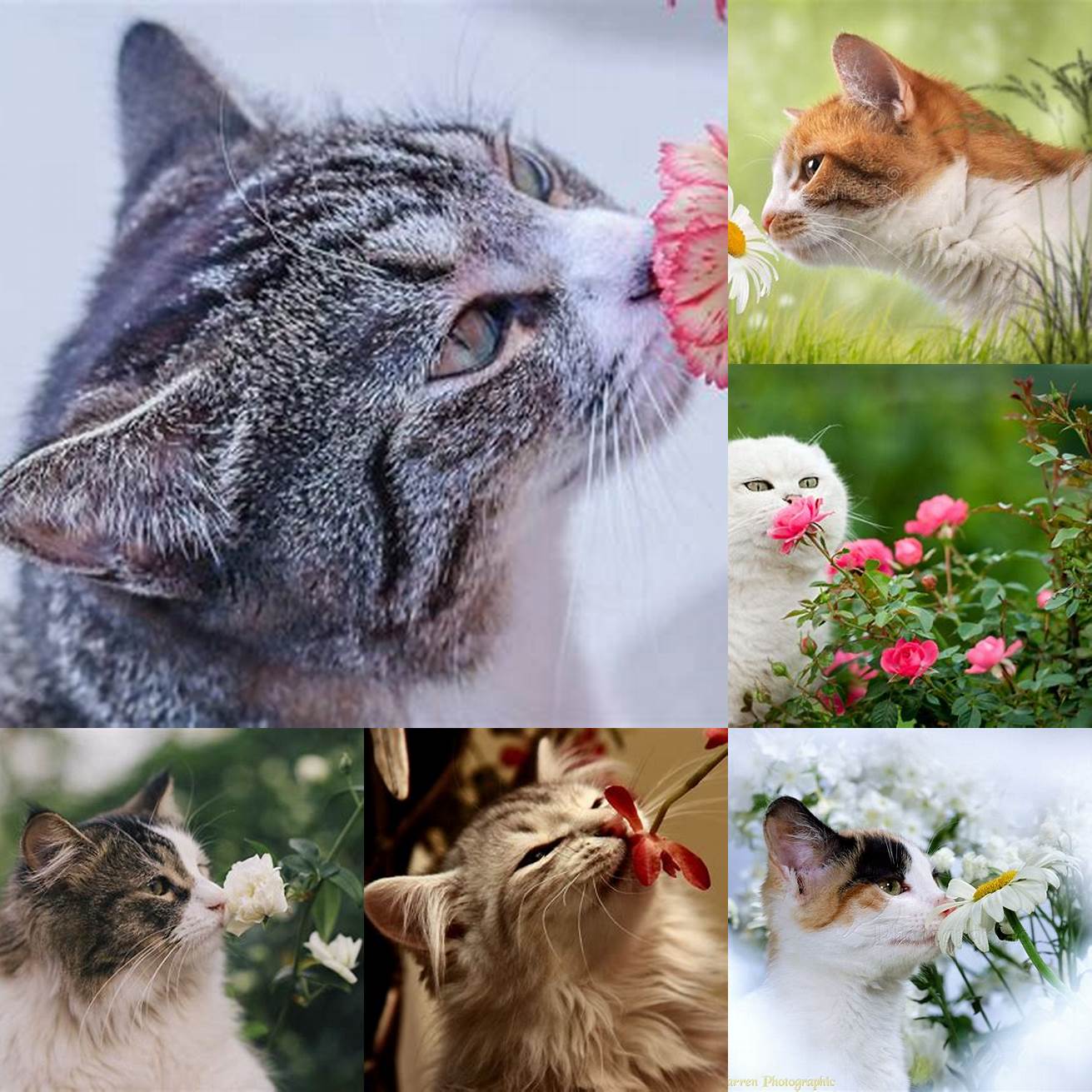 Cat sniffing a flower