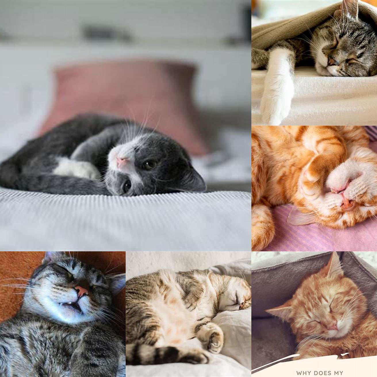 Cat snoringJust like humans some cats snore when they sleep This is usually nothing to worry about but if its excessive or accompanied by other symptoms such as coughing or wheezing its best to consult with a veterinarian to rule out any underlying health issues