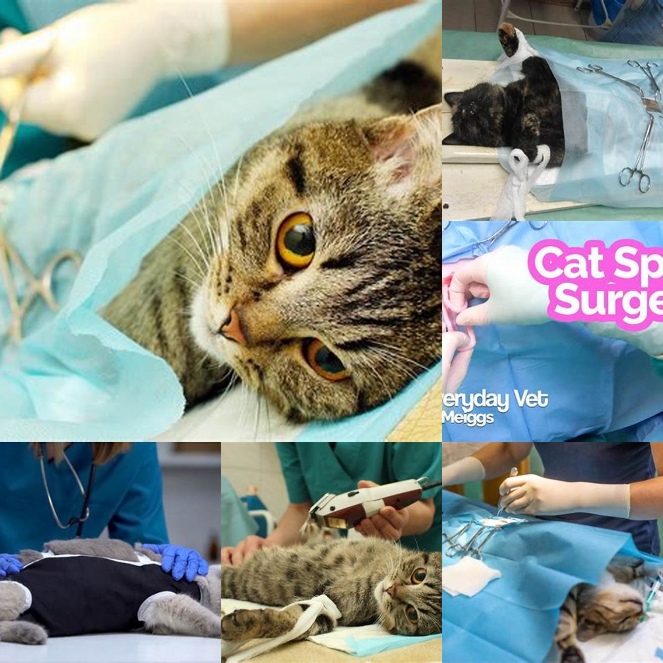Cat spay surgery