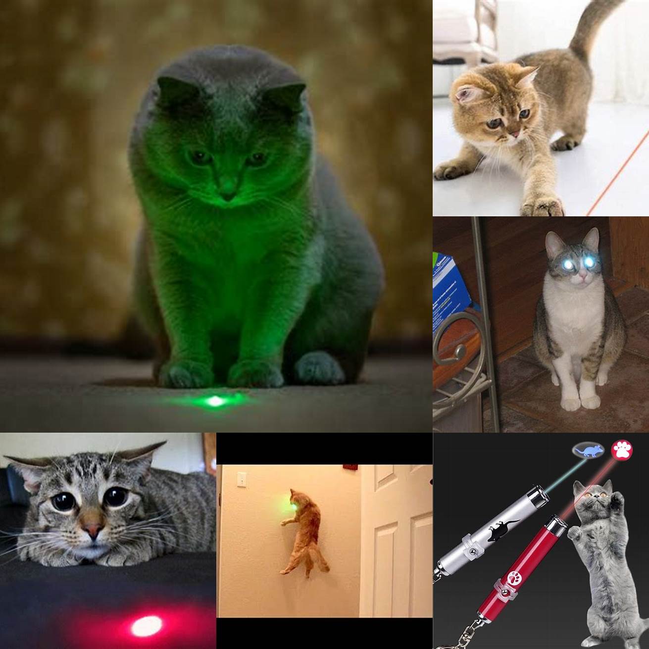 Cat staring at a green laser pointer