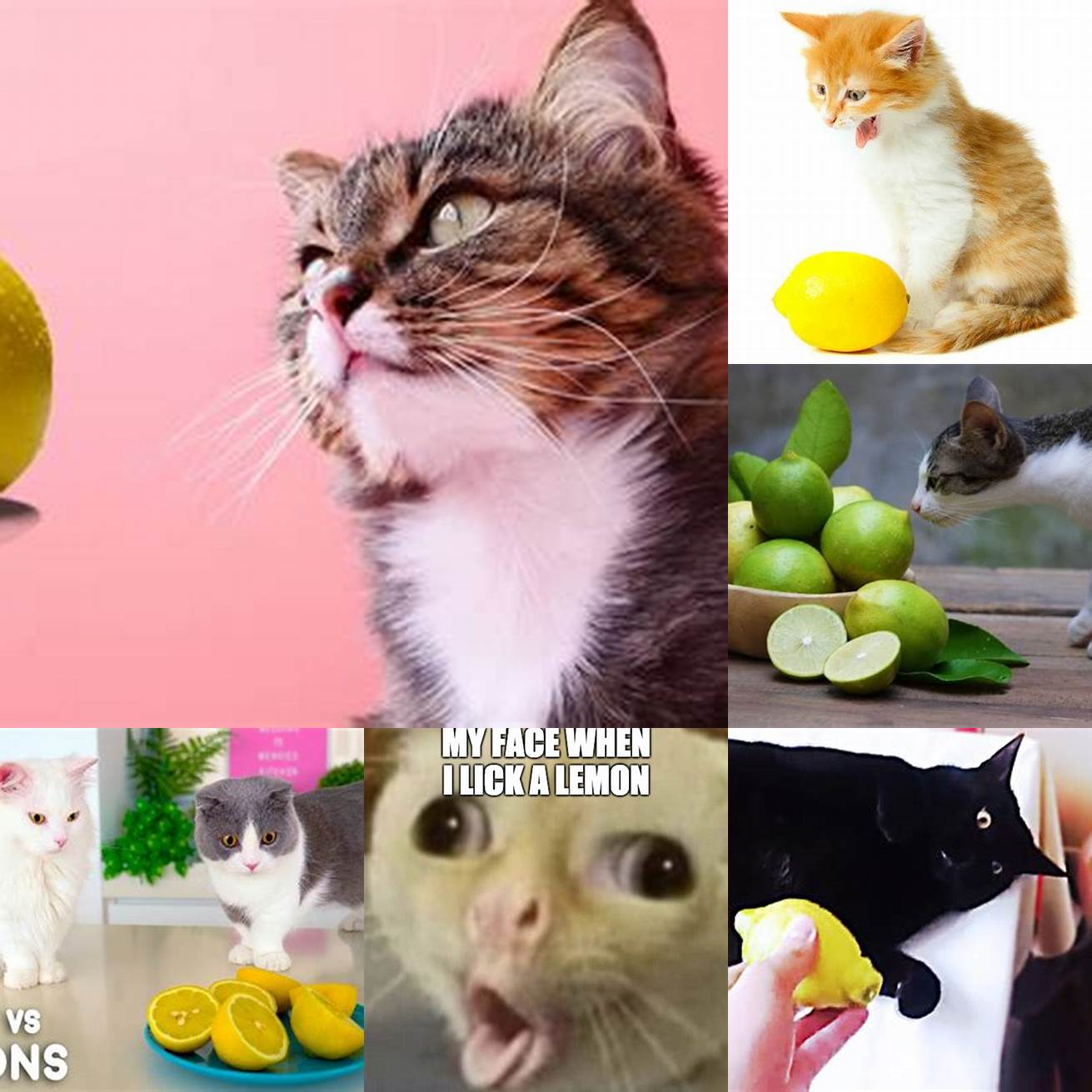 Cat tasting a lemon