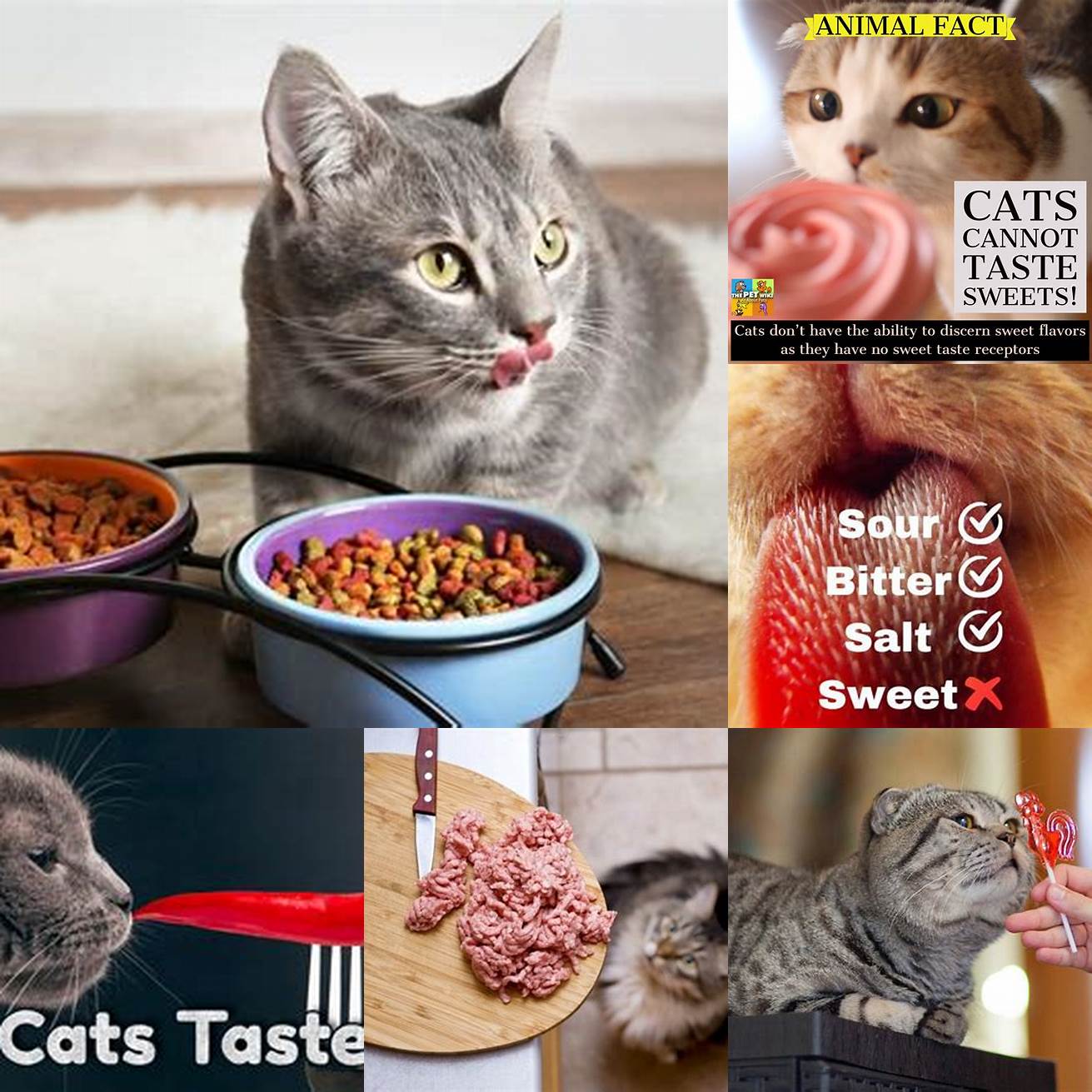 Cat tasting different flavors