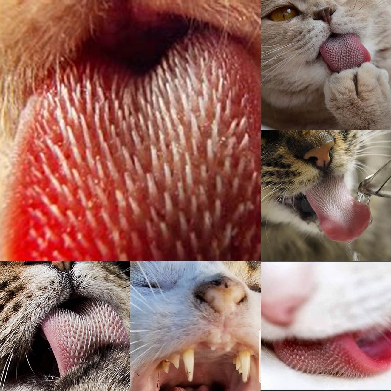 Cat tongue close-up