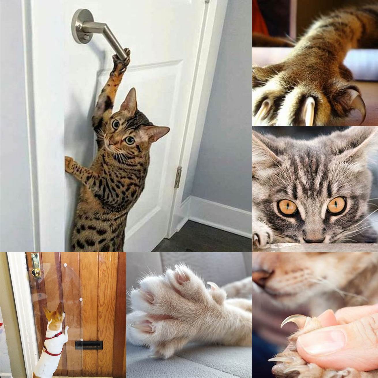 Cat using claws to pull door open