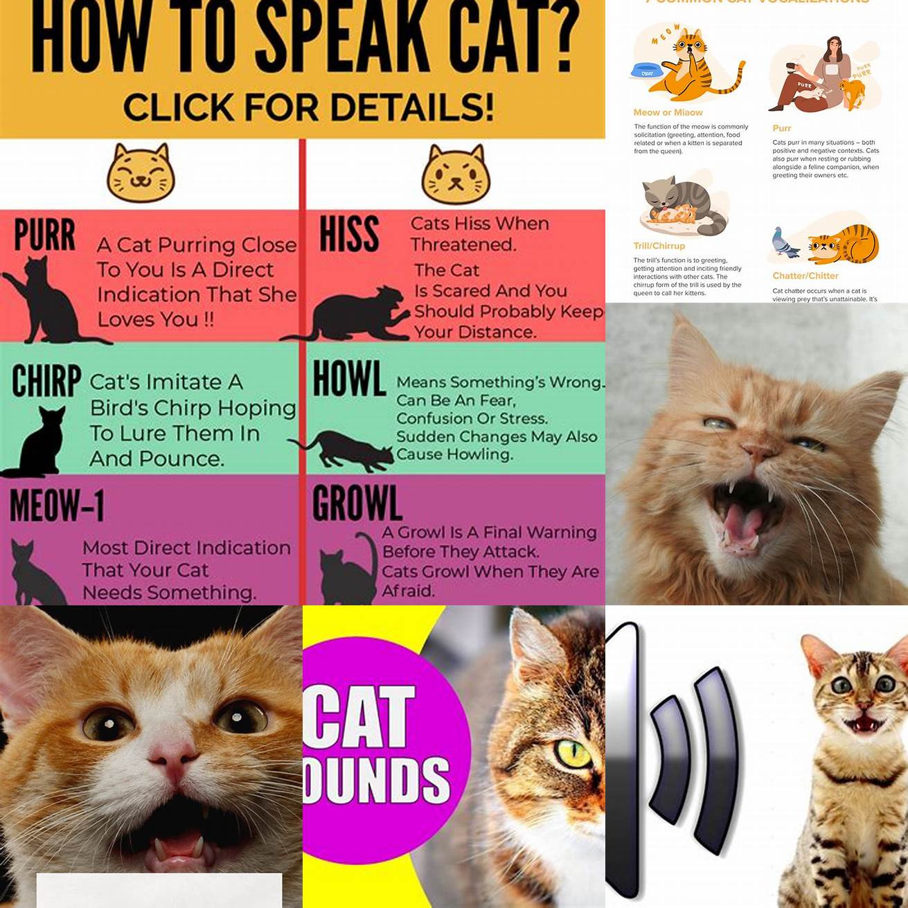 Cat vocalizations