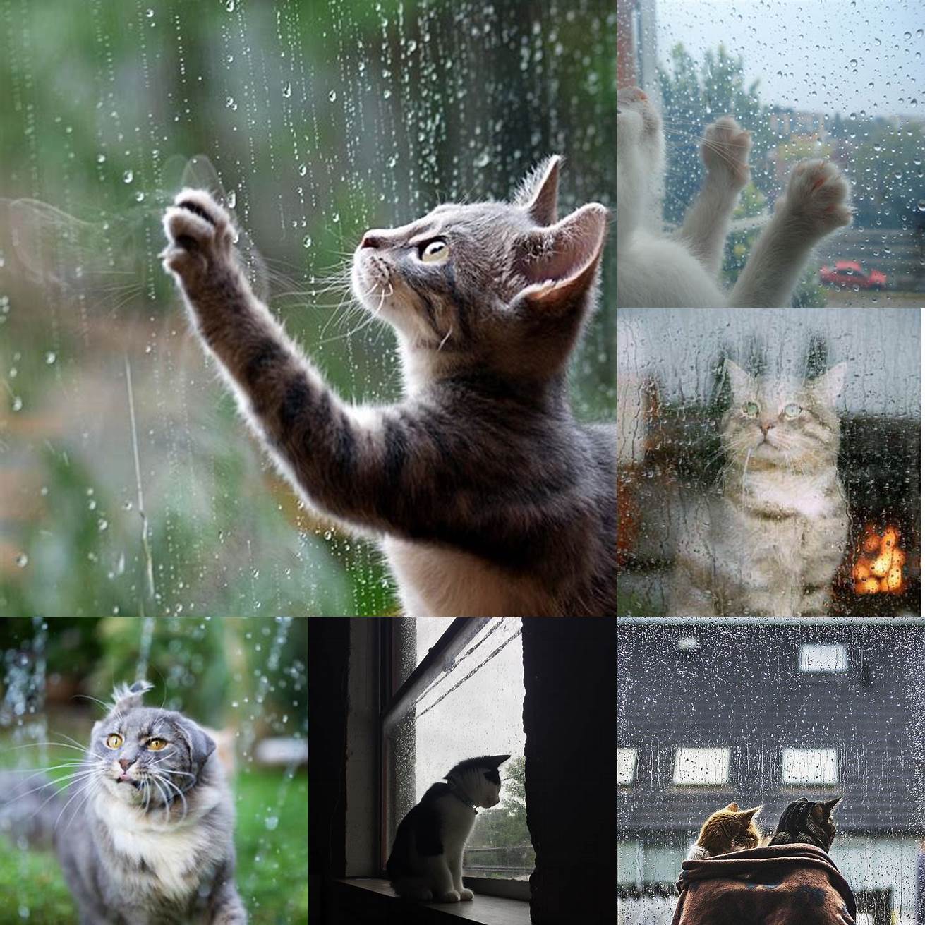Cat watching the rain