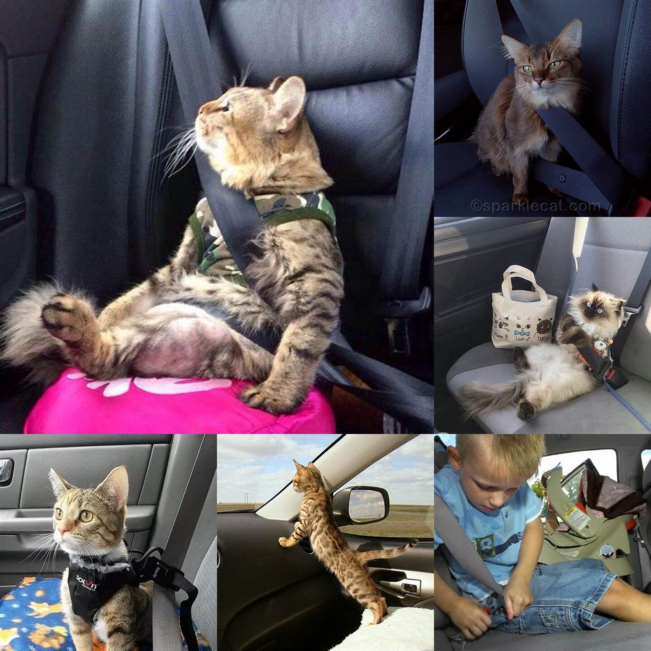 Cat wearing a seatbelt