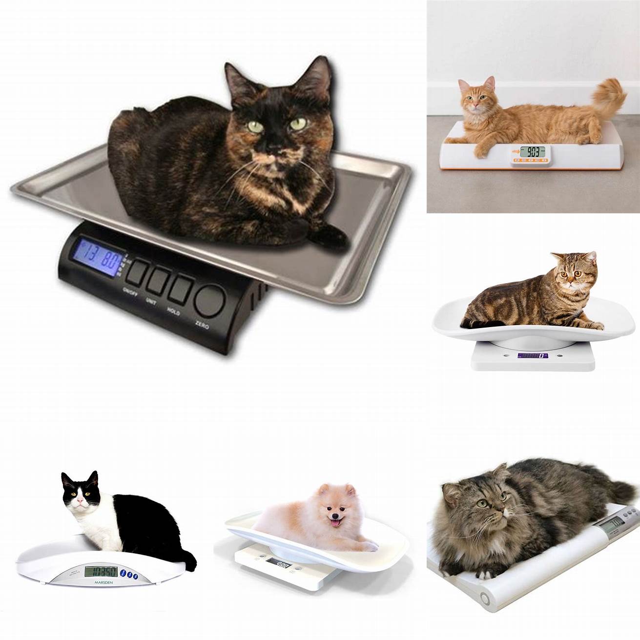 Cat weight scale