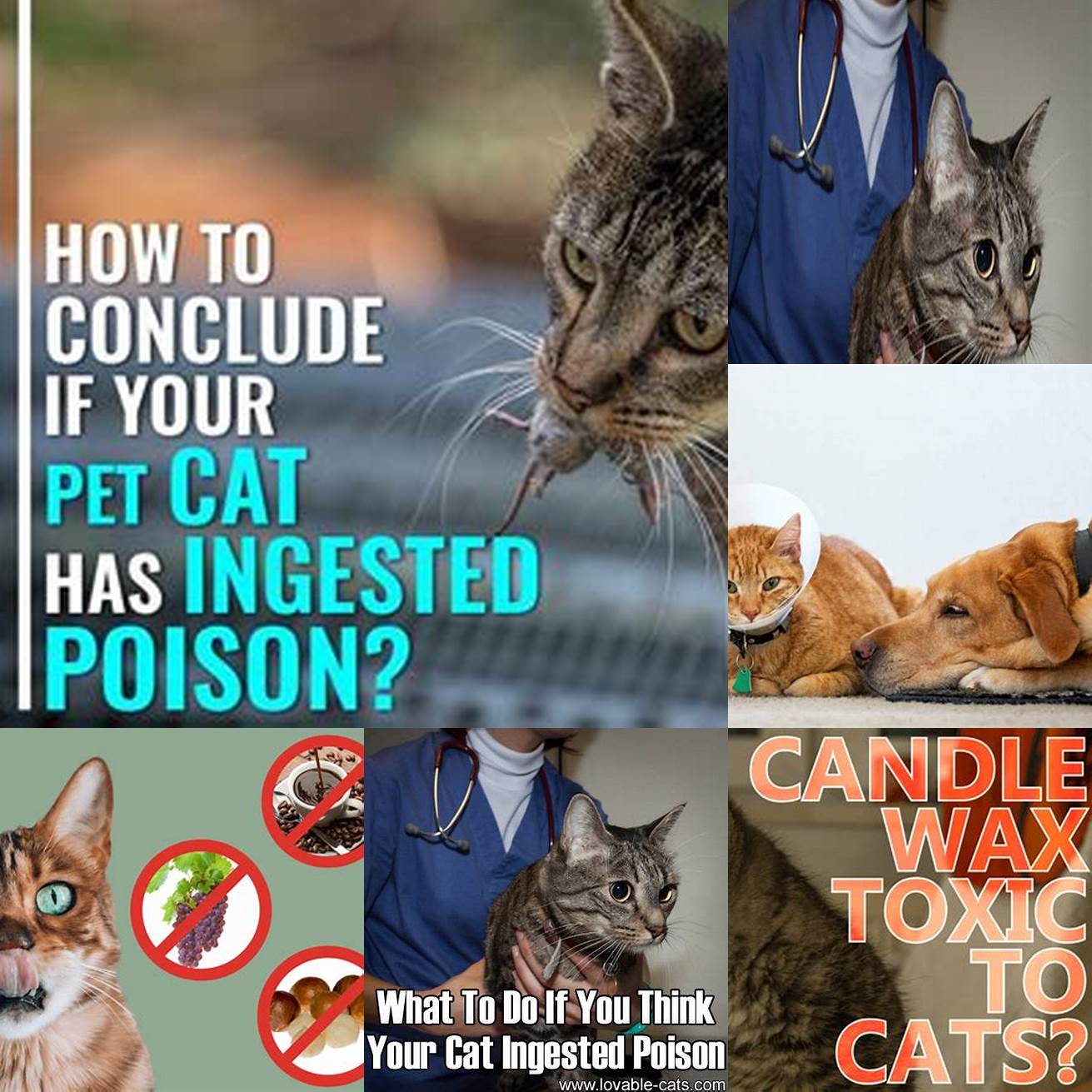 Cat who has ingested something toxic