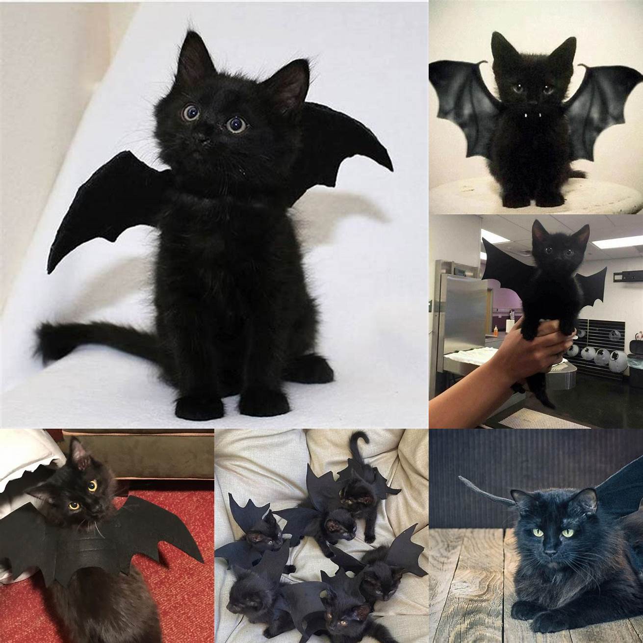 Cat with Bat Wings