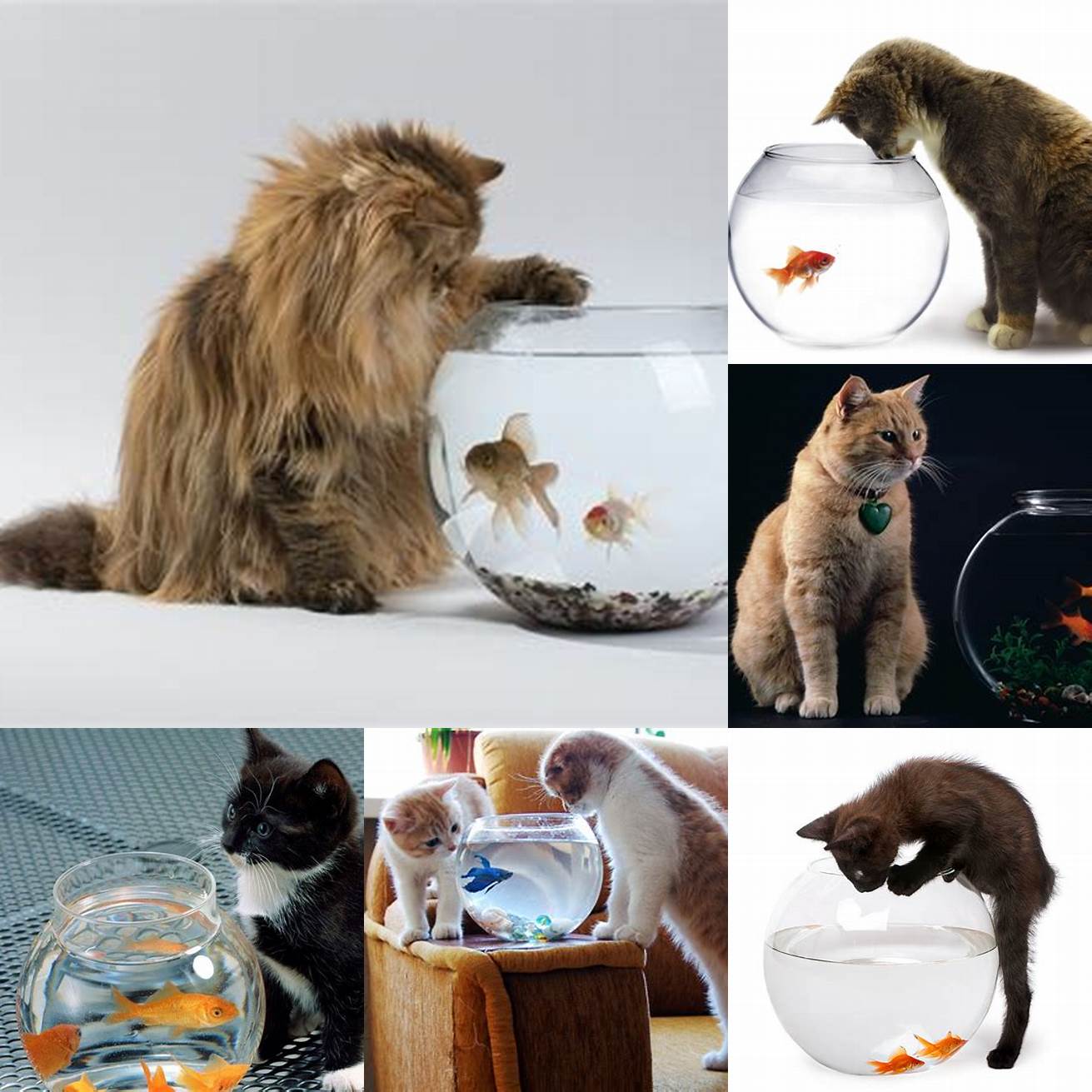 Cat with Fish Bowl
