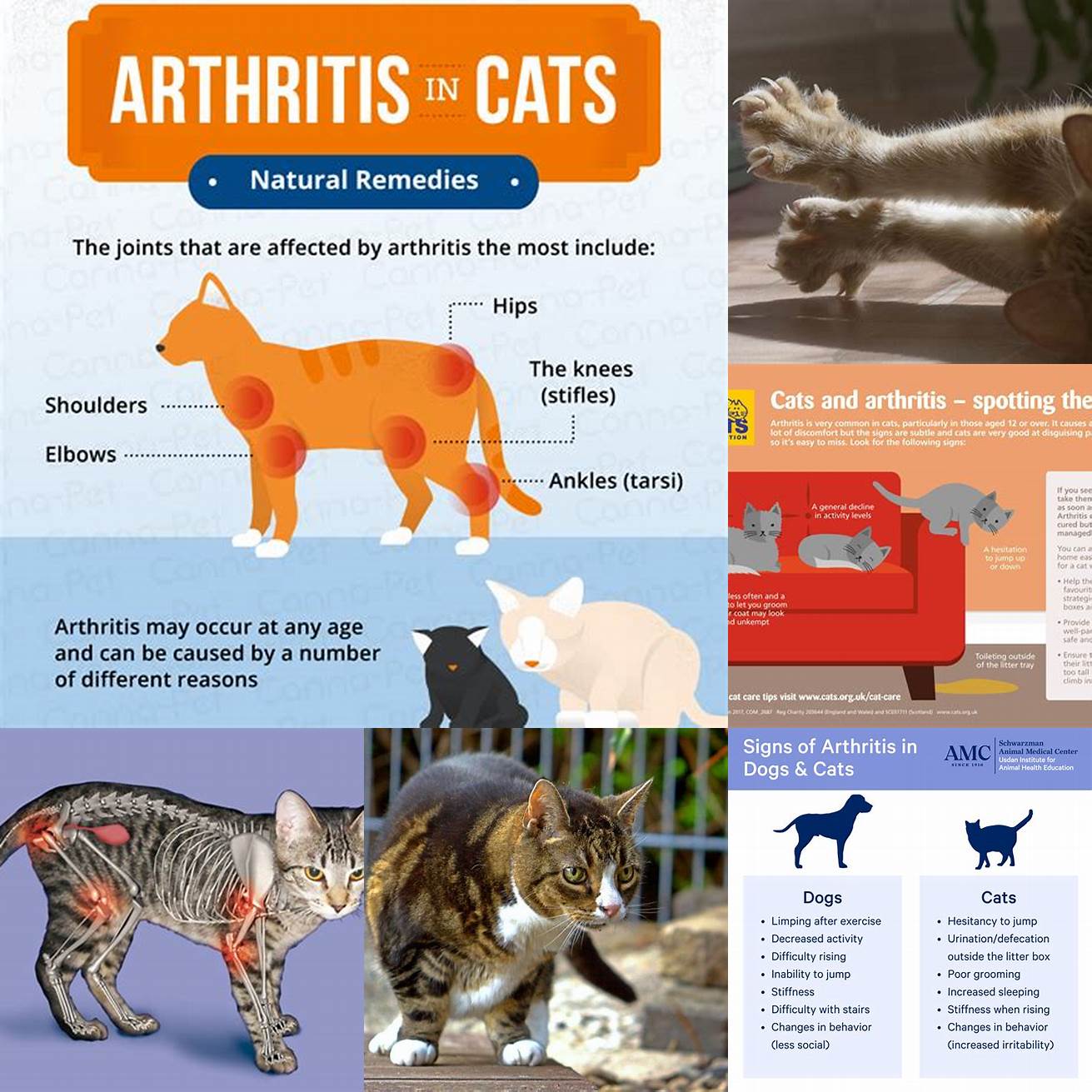 Cat with arthritis