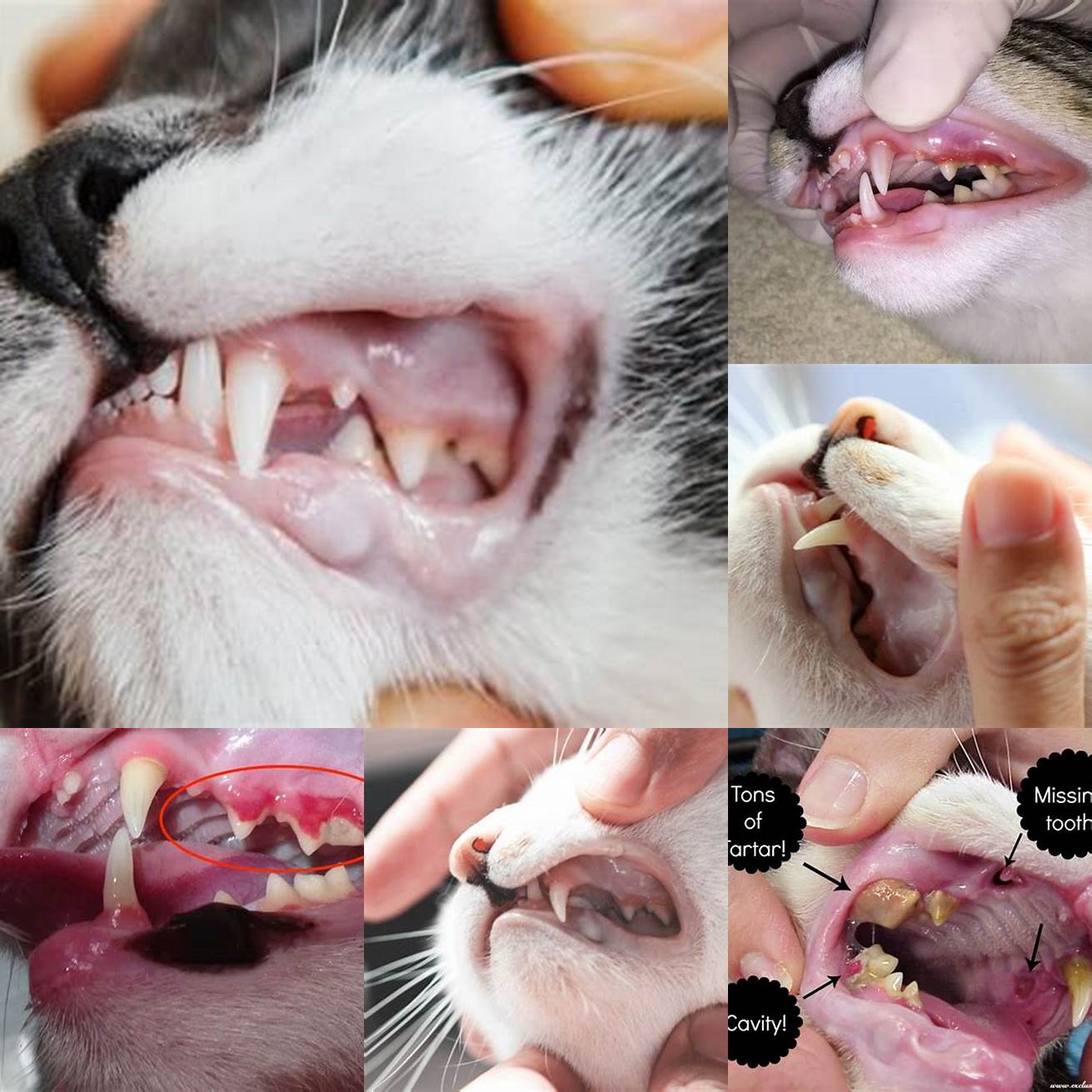 Cat with dental issues