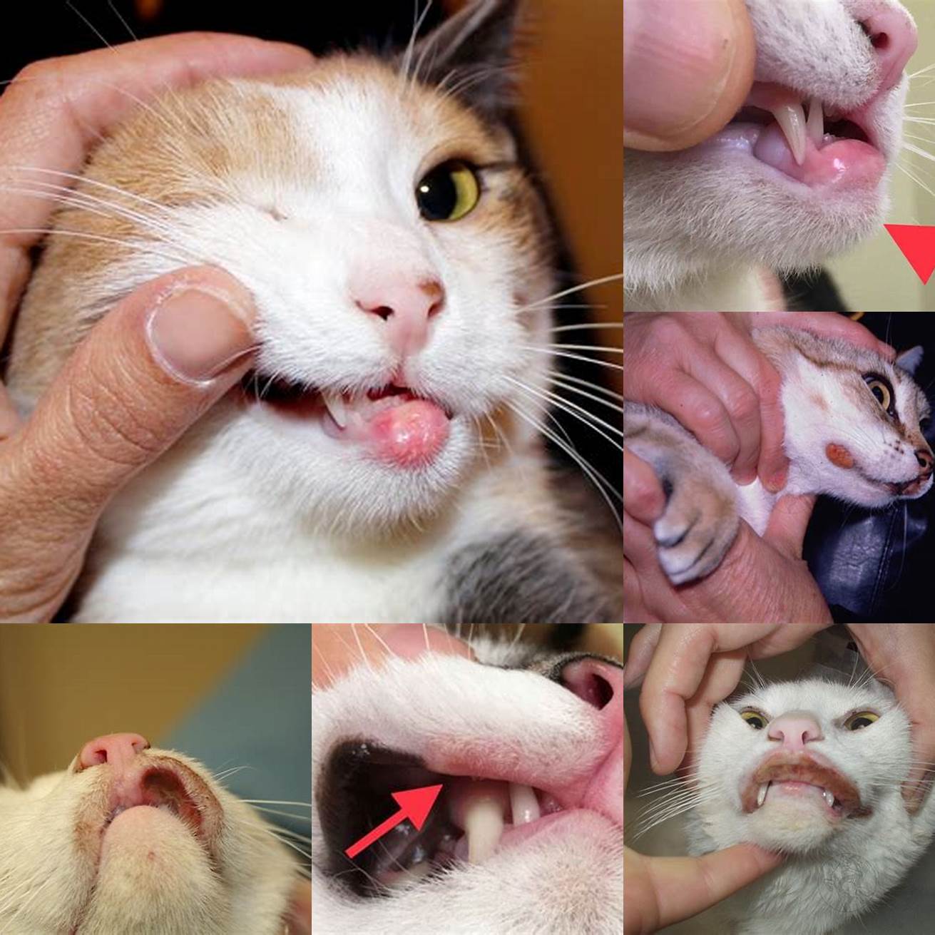 Cat with mouth ulcers