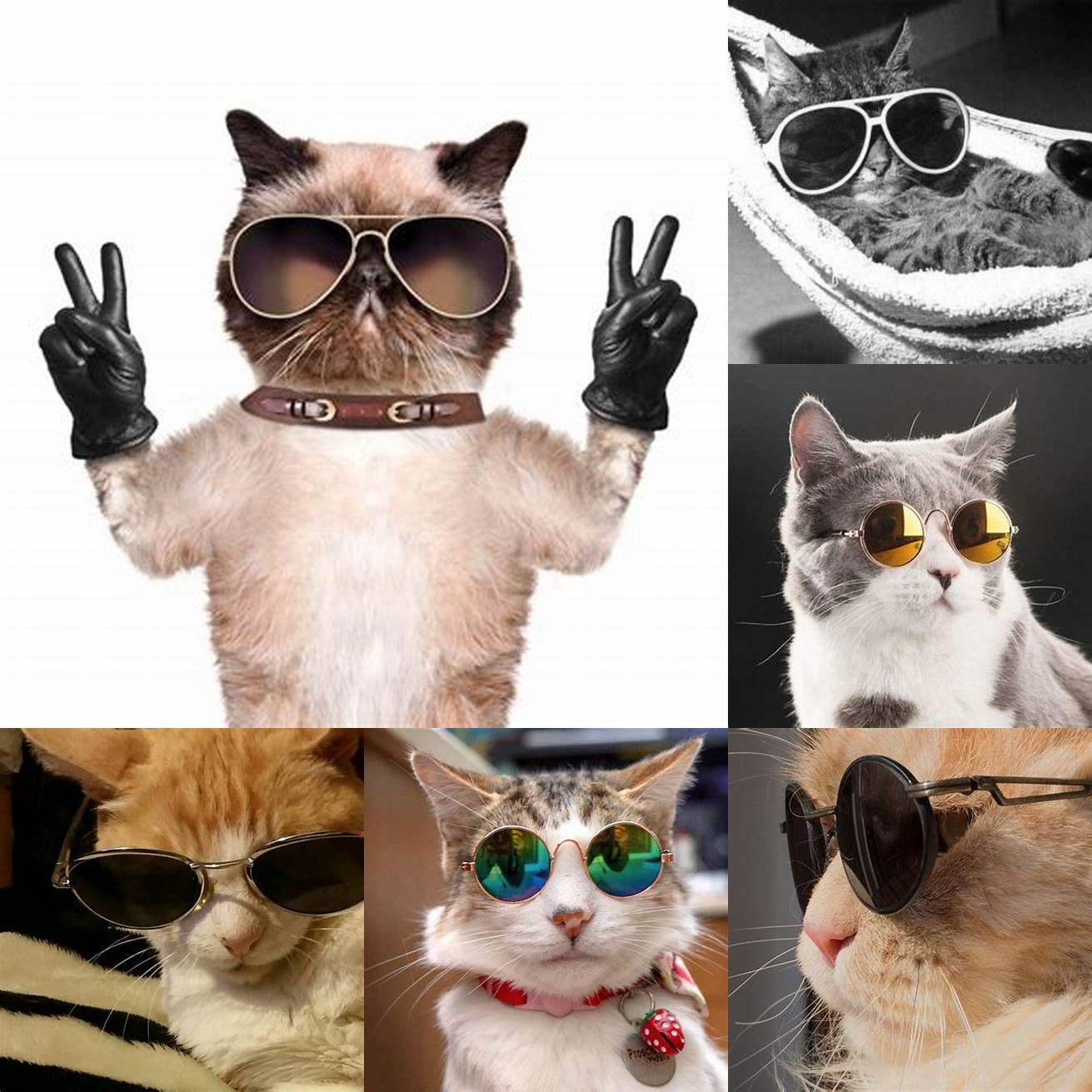 Cat with sunglasses giving the finger
