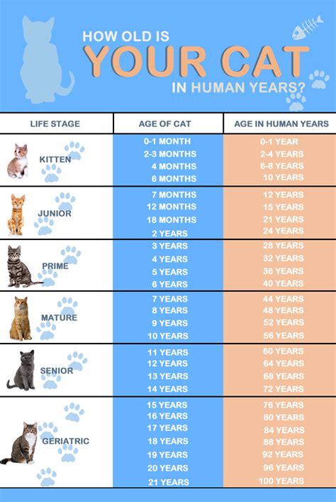 Cat Age Calculator Chart