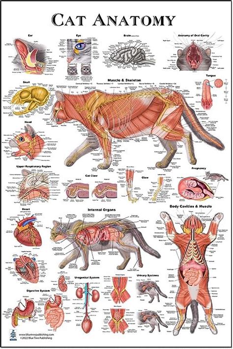 Cat Anatomy Chart