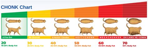 Cat Chonk Chart