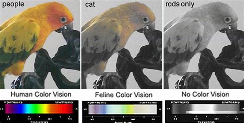 Cat Color Vision Chart