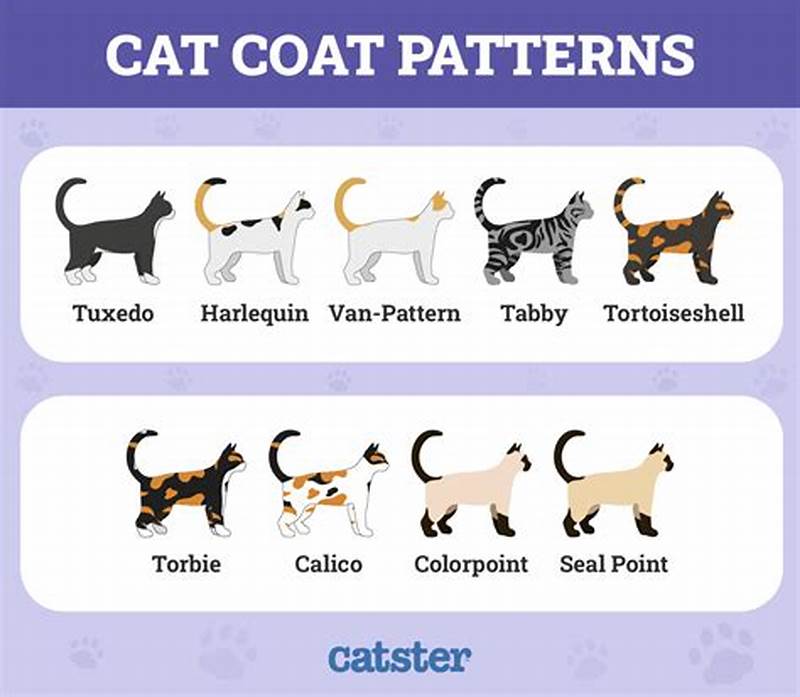 Cat Coloring Patterns