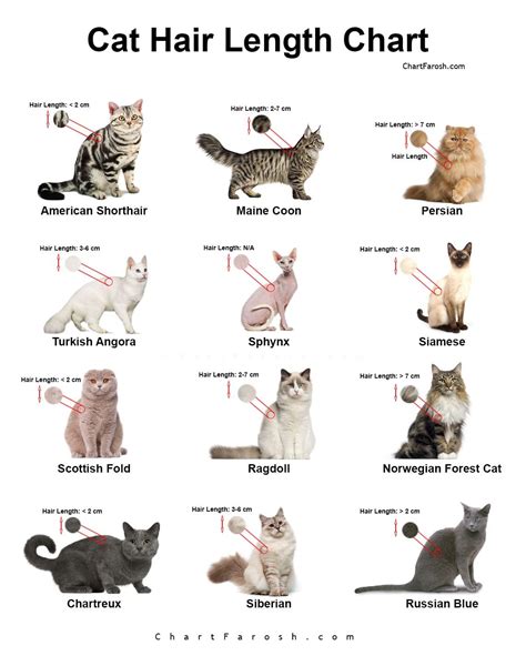 Cat Length Chart