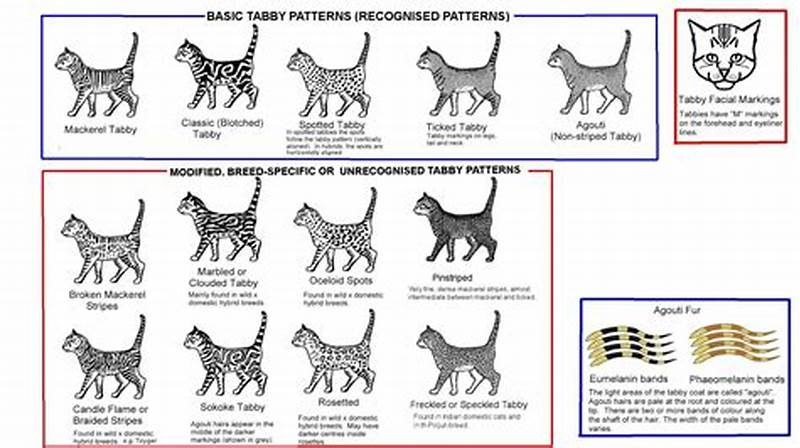 Cat Pattern Types