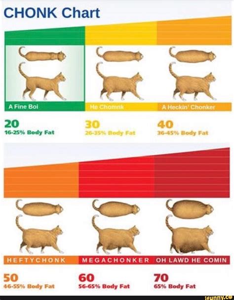 Cat Size Chart Meme