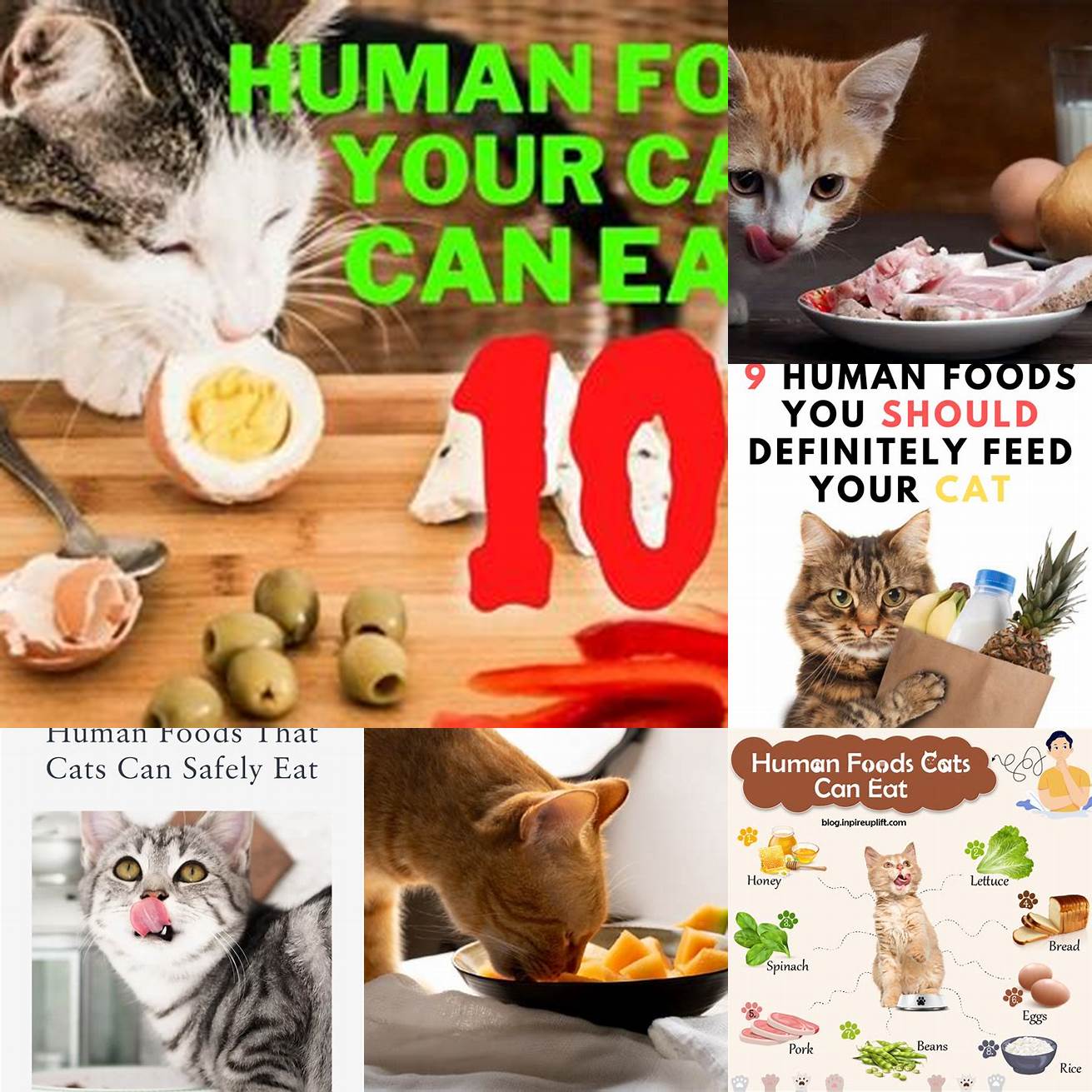 Cat-friendly human food There are many human foods that cats can safely eat in small amounts