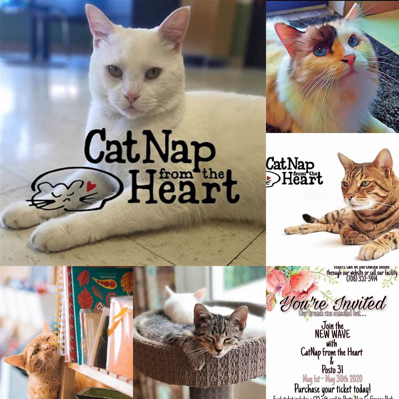 CatNap from the Heart Cafe