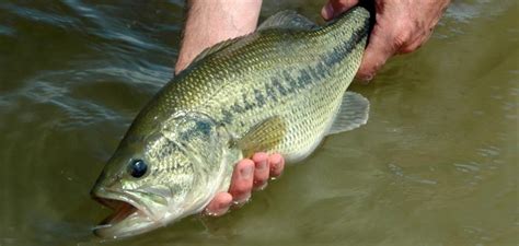 Catch-and-Release Fishing in Wisconsin