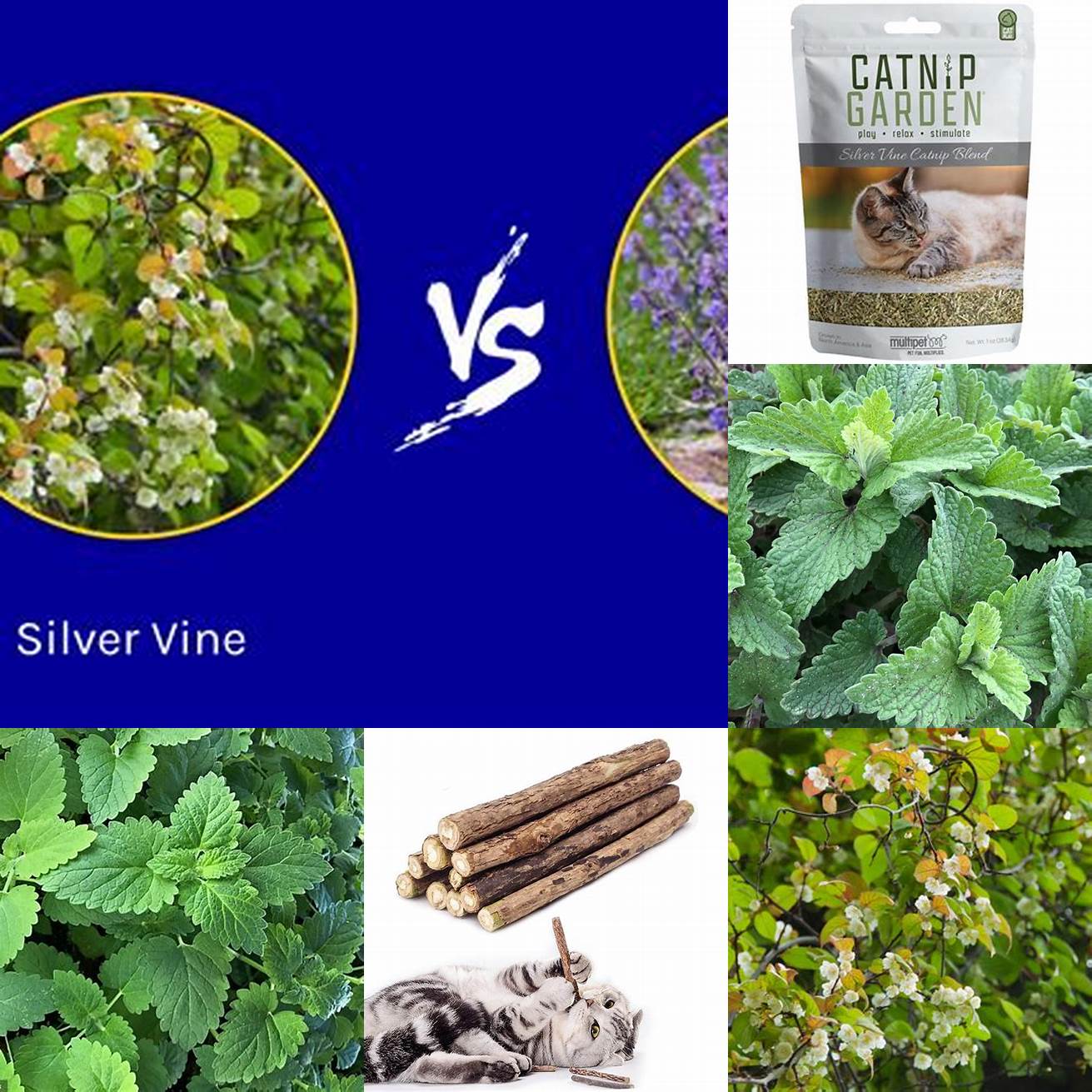 Catnip or silver vine