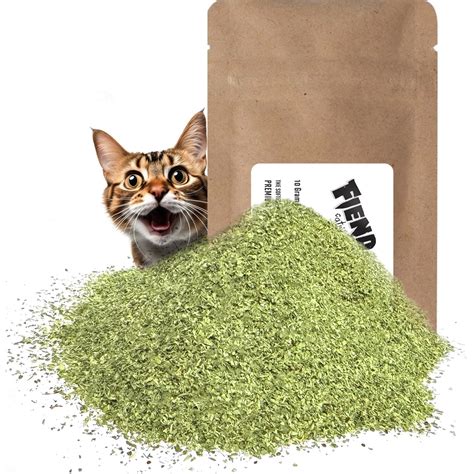 Catnip for Cats