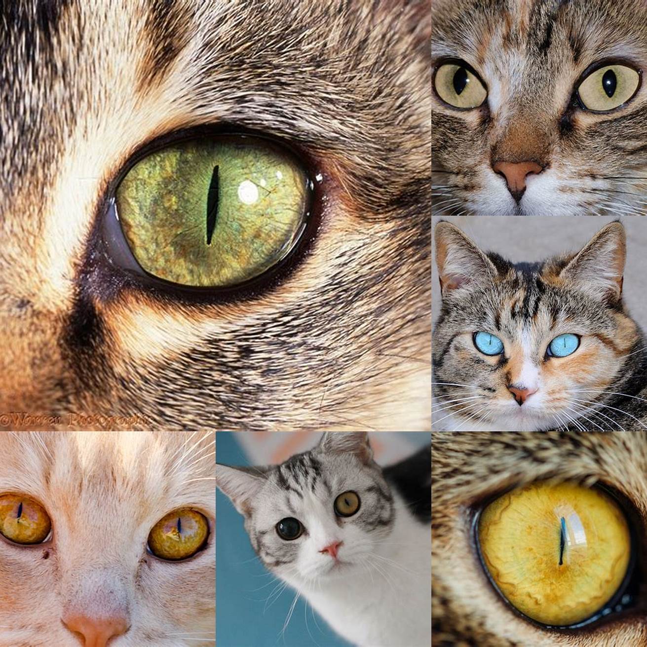 Cats Pupil