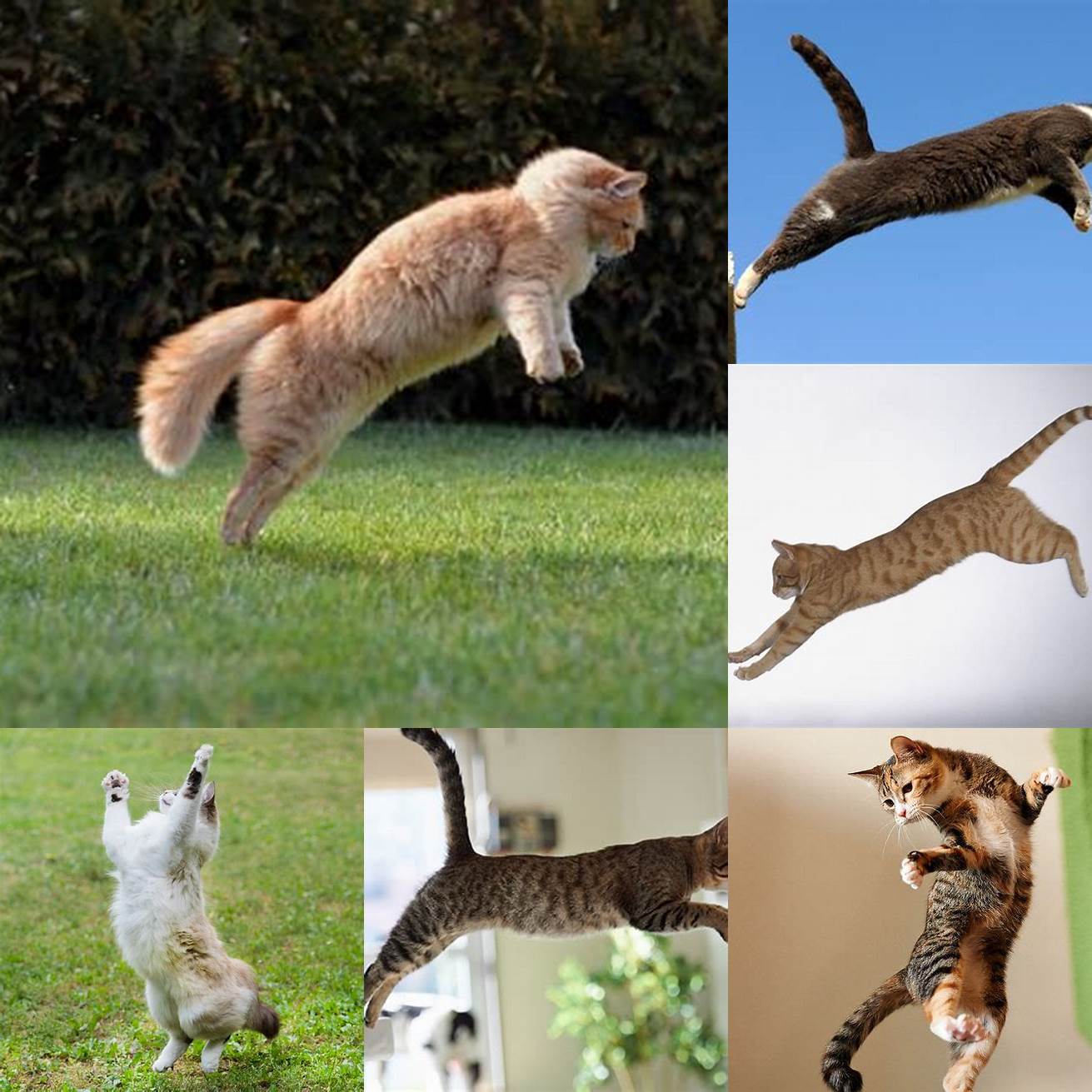 Cats are able to jump up to six times their own length in one leap