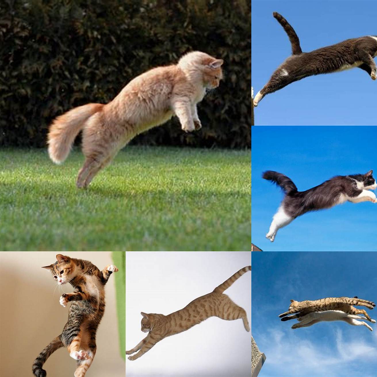 Cats are agile creatures that can jump up to six times their body length