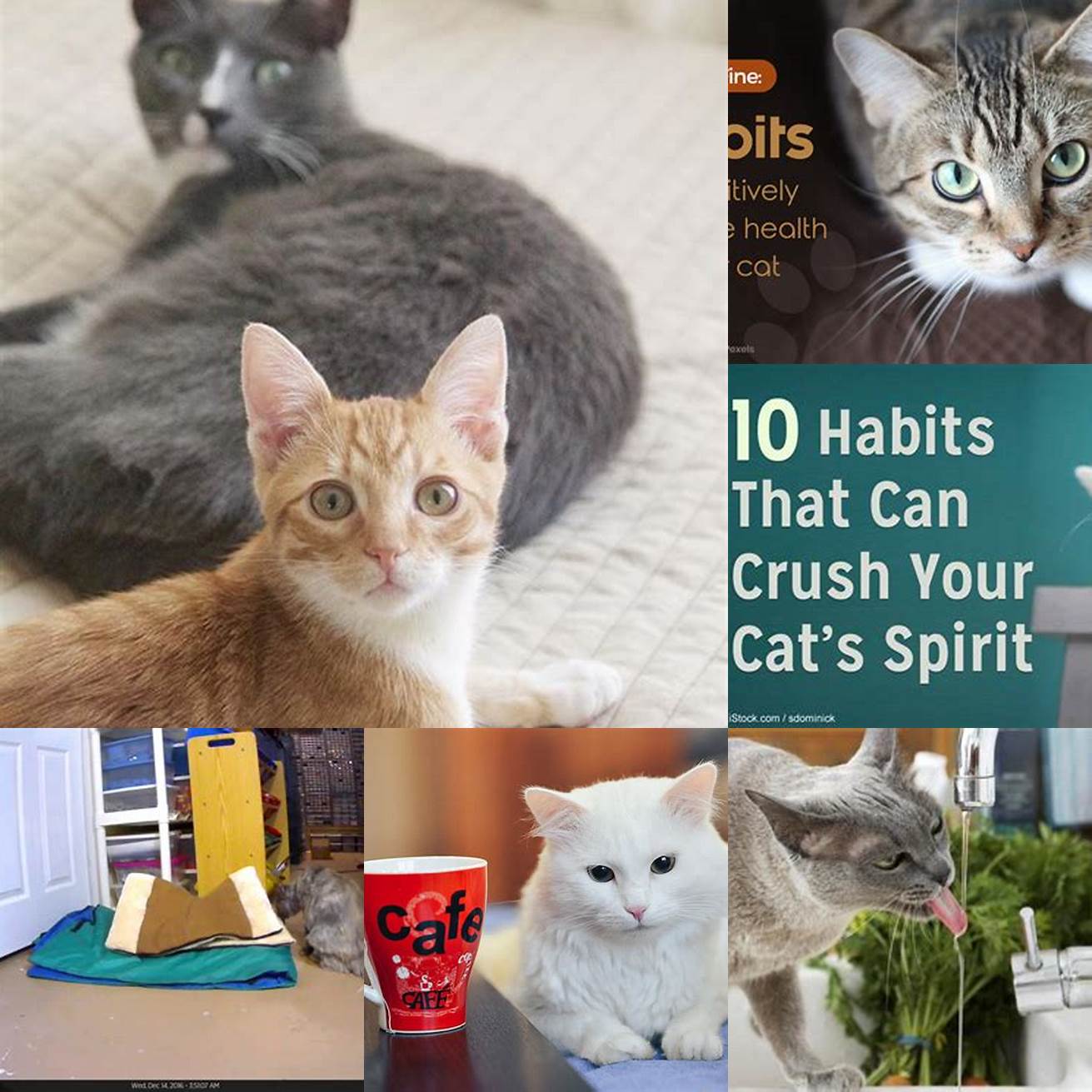 Cats are creatures of habit