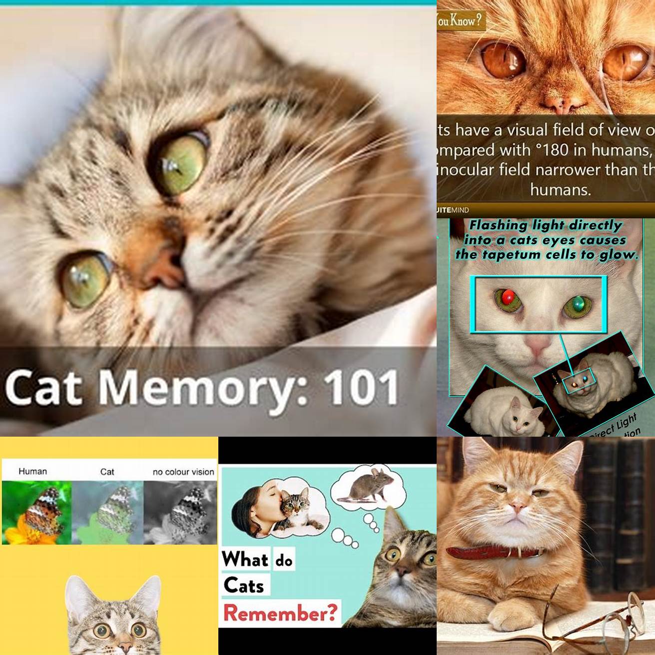 Cats have a visual memory