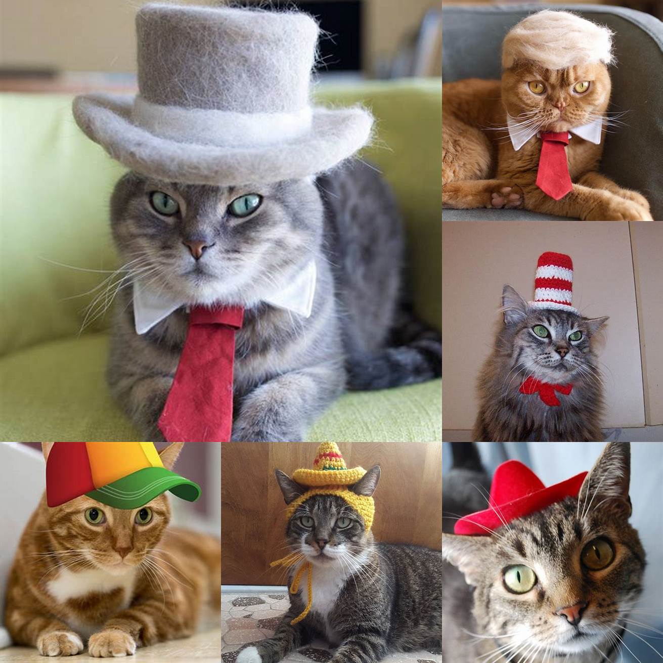 Cats in Hats Cons