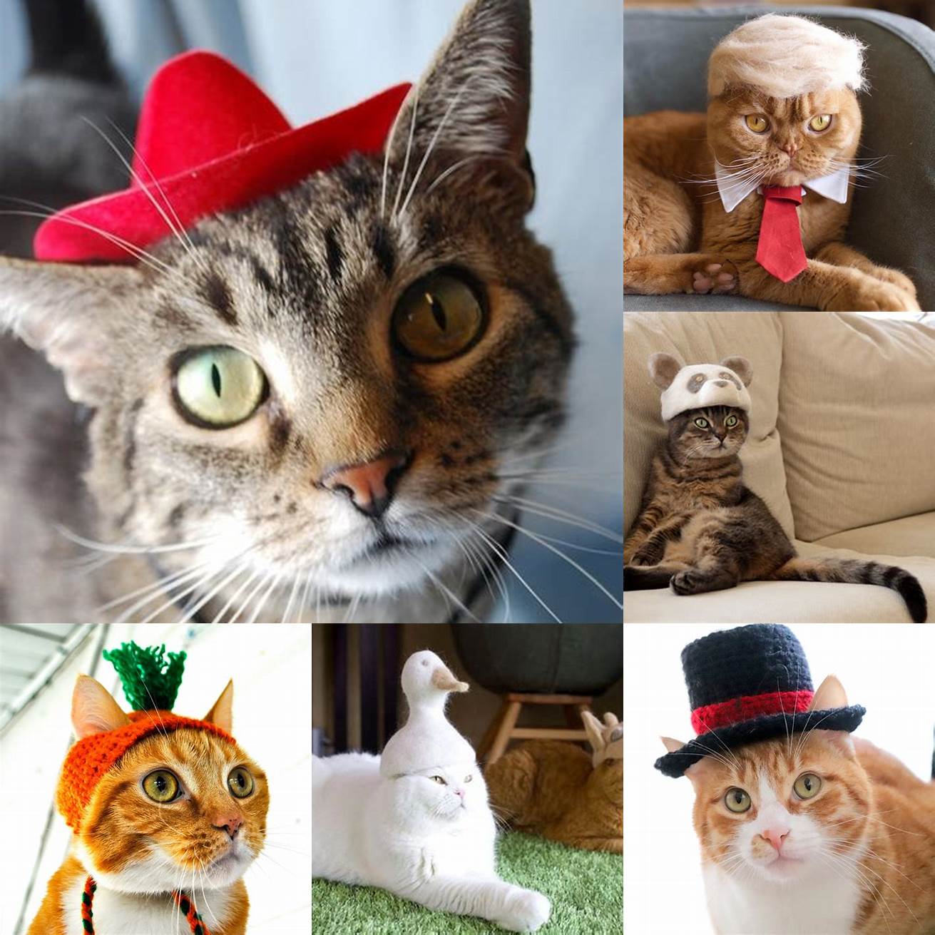 Cats in Hats Pros