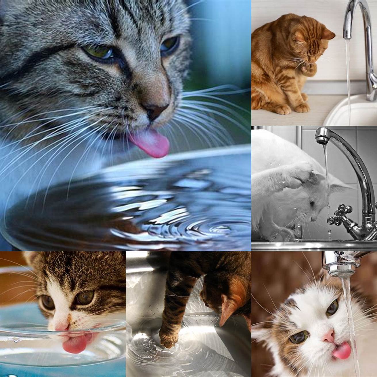 Cats may also drink water with their paws because they enjoy playing with water