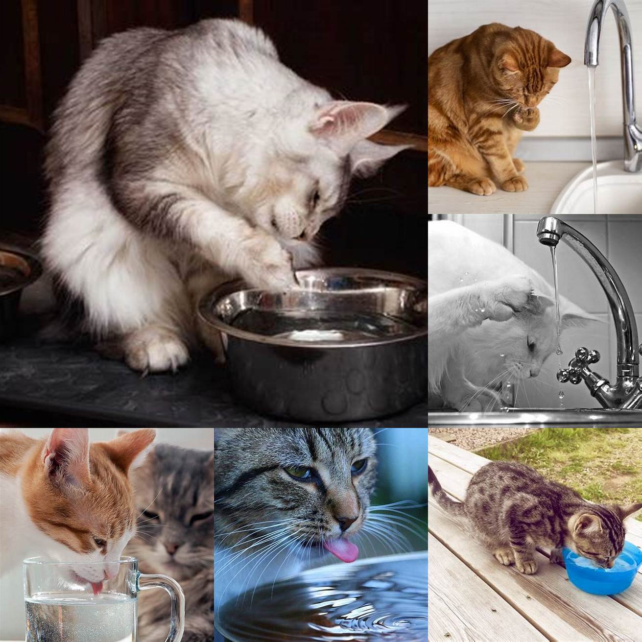 Cats may also drink water with their paws to enhance their sense of smell