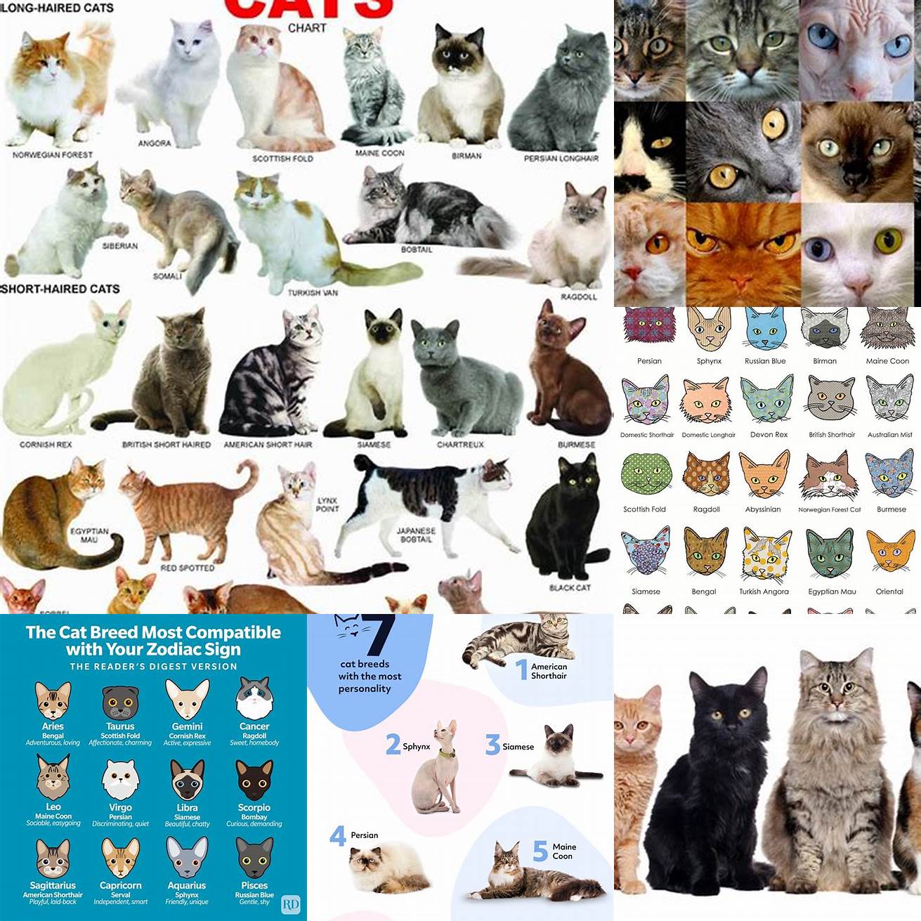 Cats of different breeds and personalities
