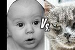 Cats vs Babies