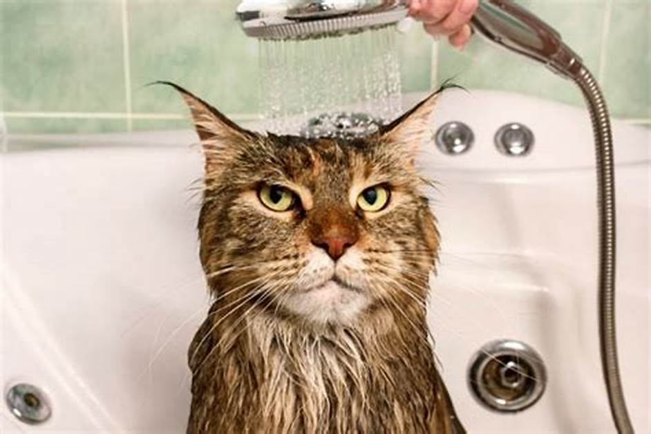 kucing mandi