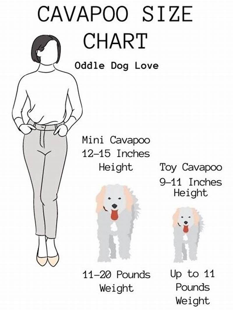 Cavapoo Size Chart