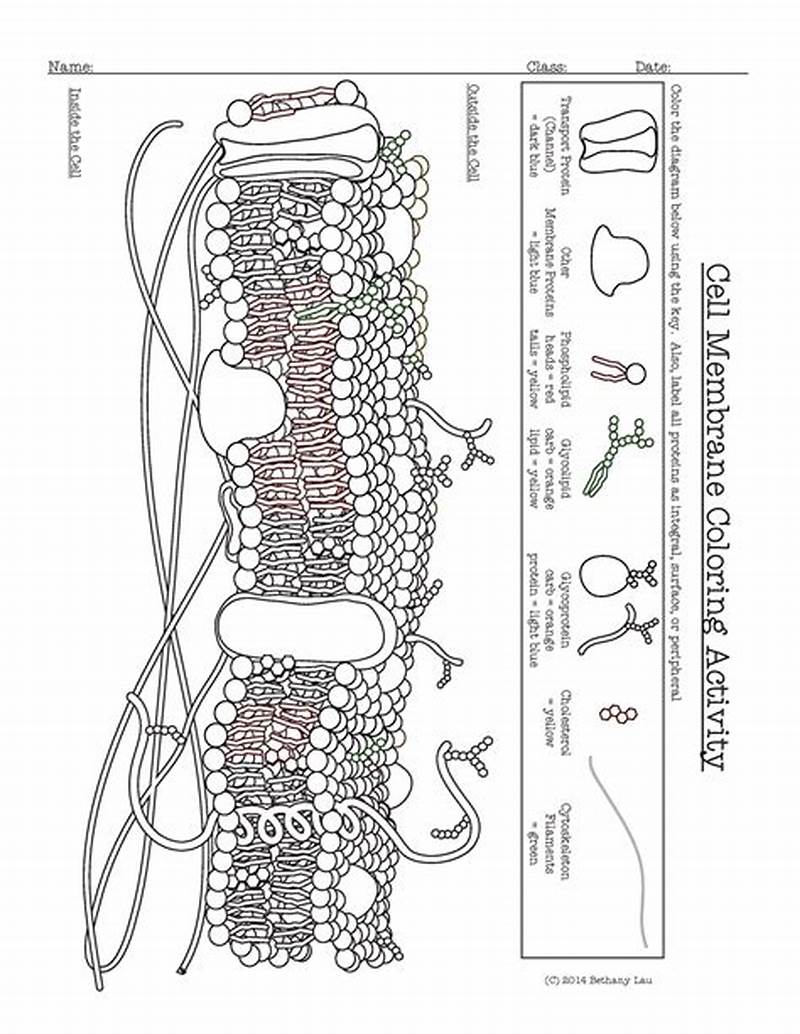 Cell Membrane Coloring Activity Worksheet Answer Key